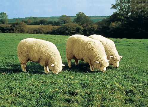Teppiche - Vorleger aus echtem Lammfell in Tierform, in Farbe BEERE Ansicht 1