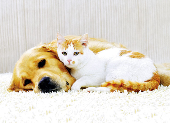 Staubsauger - Bodenstaubsauger mit Zyklon-Technologie, in Farbe SILBER/ORANGE Ansicht 3