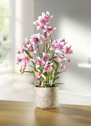 Orchidee im Topf