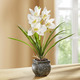 Kunst- & Textilpflanzen - Cymbidium-Orchidee im Zementtopf, in Farbe ORANGE – Farbe CREME – Ansicht 1