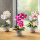 Kunst- & Textilpflanzen - Orchidee Phalaenopsis in Keramikschale, in Farbe ROSA-WEISS – Farbe ROSA-WEISS – Ansicht 2