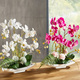 Kunst- & Textilpflanzen - Orchideen-Arrangement in Schale, in Farbe WEISS – Farbe ROSA – Ansicht 2