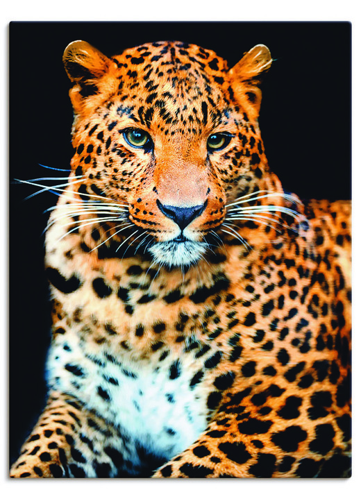 Tiere - Leinwandbild auf Keilrahmen , in Farbe BUNT Ansicht 2