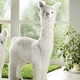 Figuren - Alpakas mit flauschigem Kunstfell, in Farbe WEISS, in Ausführung Alpaka, klein – Farbe WEISS – Ansicht 1