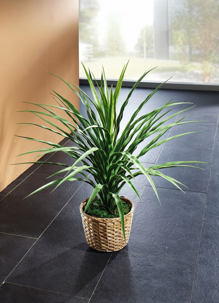 Elefantenfu&szlig; im Topf 