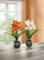 Cymbidium-Orchidee im Zementtopf ORANGE