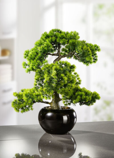 Lärchen-Bonsai in schwarzem Keramiktopf 