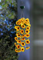 LED-H&auml;ngeampel mit Sonnenblumen 