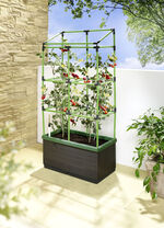 Rankkasten City Jungle 