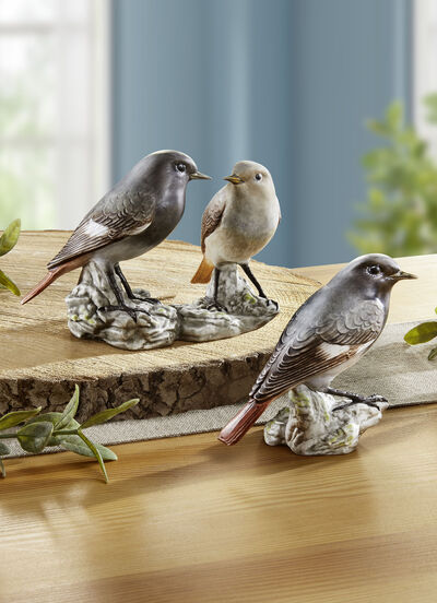 Hausrotschwanz - Vogel des Jahres 2025 