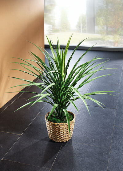 Elefantenfuß im Topf 