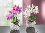 Orchideen-Gesteck in Keramikvase ROSA