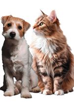 "PiddiPet IonBrush" Tierhaarb&uuml;rste  