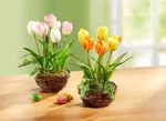 Tulpen im Weidekorb 