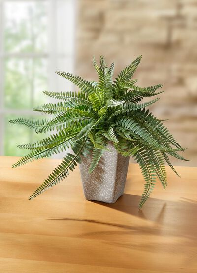 Farn in Topf aus Terrakotta 