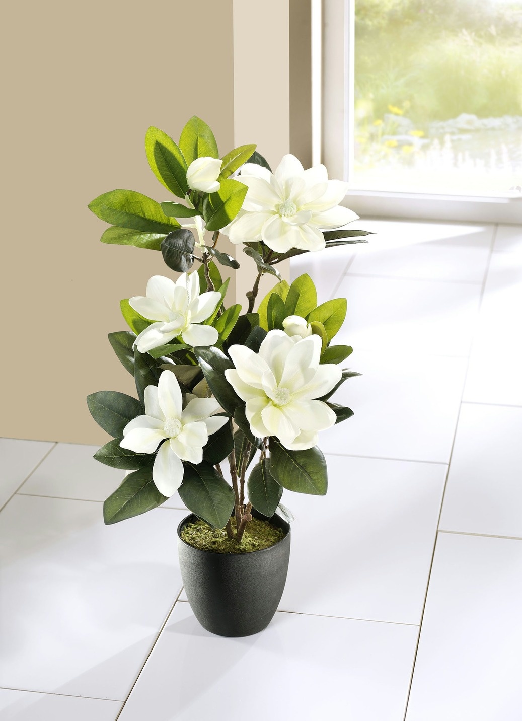 monstera siltepecana care Monstera 'Siltepecana' | Easy Care Houseplant
